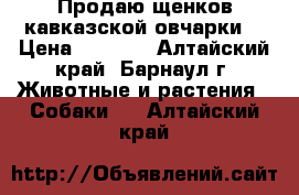 Продаю щенков кавказской овчарки  › Цена ­ 4 000 - Алтайский край, Барнаул г. Животные и растения » Собаки   . Алтайский край